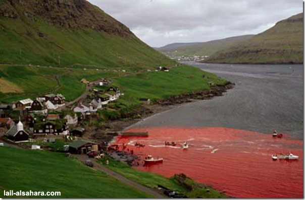 Picture 1: The sea is stained in red and in the mean while it’s not because of the climate effects of nature.