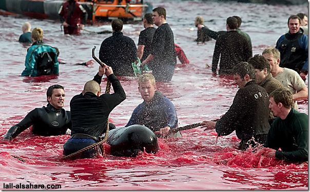 Picture 10: The sea is stained in red and in the mean while it’s not because of the climate effects of nature.