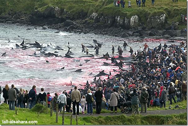 Picture 6: The sea is stained in red and in the mean while it’s not because of the climate effects of nature.