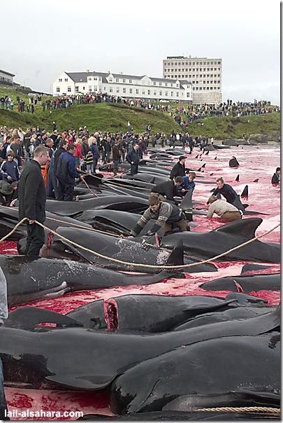 Picture 9: The sea is stained in red and in the mean while it’s not because of the climate effects of nature.