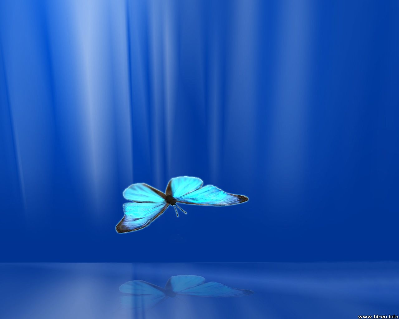 Blue butterflies wallpaper, background digital images of blue butterflies