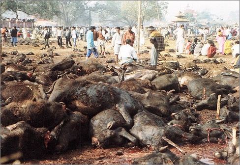 Brutal acts on animals in Gadhimai Mela Nepal