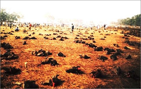 buffaloes killed in Gadhimai, pic from mysansar.com