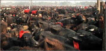 thousands-of-buffaloes-ready-to-be-slaughtered-in-gadhimai-mela-bara-nepal